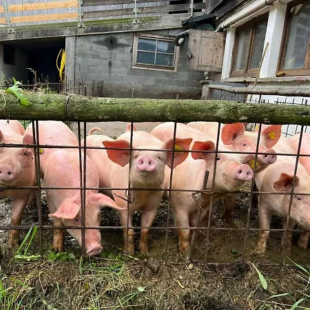 Rahm مايرهوفن