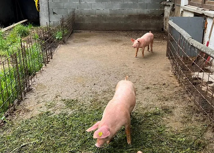 Διαμέρισμα Rahm *